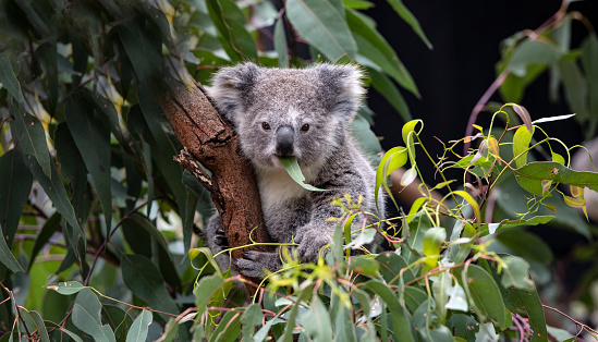 Koala Bear sitting on a tree leaning his head on the trunk