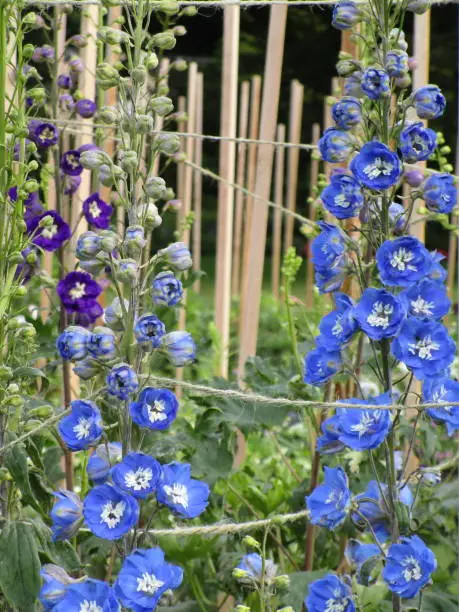 Bright Blue Delphinium Larkspur Flowers at Stanley Park 2020
