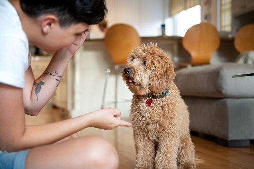 Adorable miniature Golden Doodle Puppy is being trained by his gender non conforming owner.