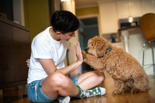 istock Woman Training Her Puppy to Give High Five 1272014769