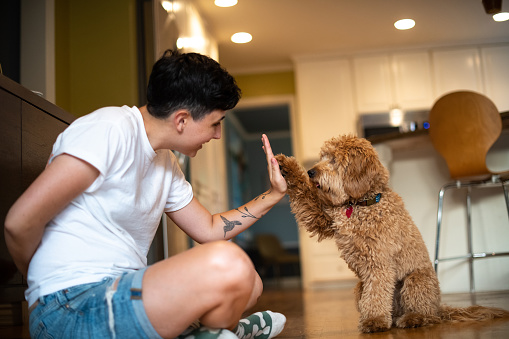 Adorable miniature Golden Doodle Puppy is being trained by his gender non conforming owner.