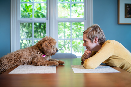 Adorable miniature Golden Doodle Puppy sits across from his owner at the dining room table. The dog has is front legs and the owner has her arms on the table as they stare at each other.