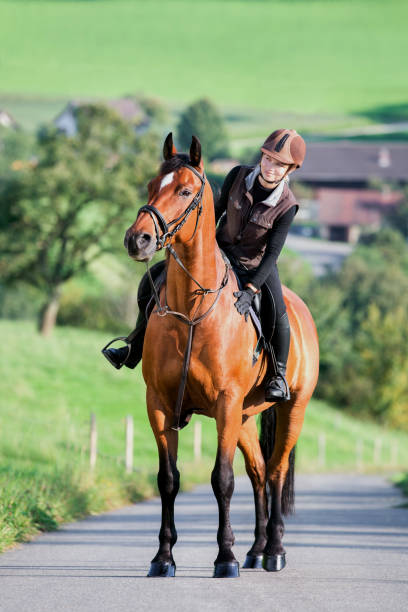 春に屋外で湾の馬に乗って若い女性。 - trakehner horse ストックフォトと画像