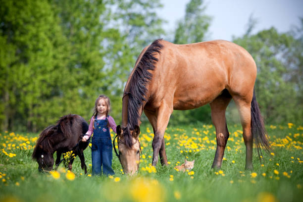 istock Small girl standing with two horses in a field. 1272016120
