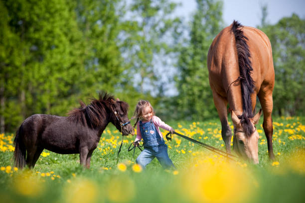 istock Small girl playing with two horses in a field. 1272016121