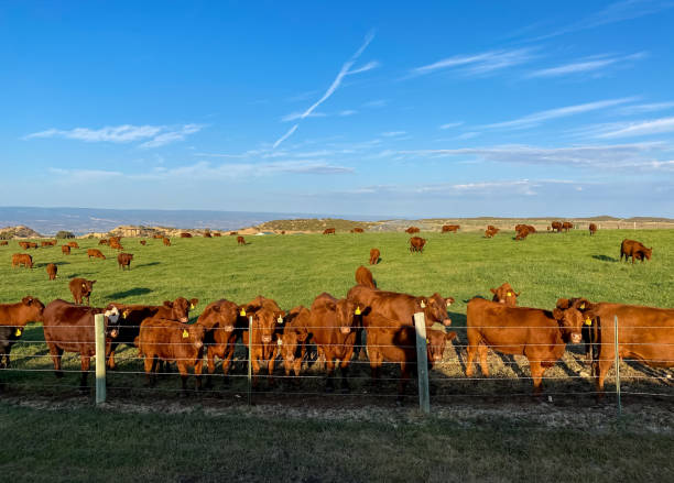 istock Summer view of cattle ranch with tagged cows 1272016396