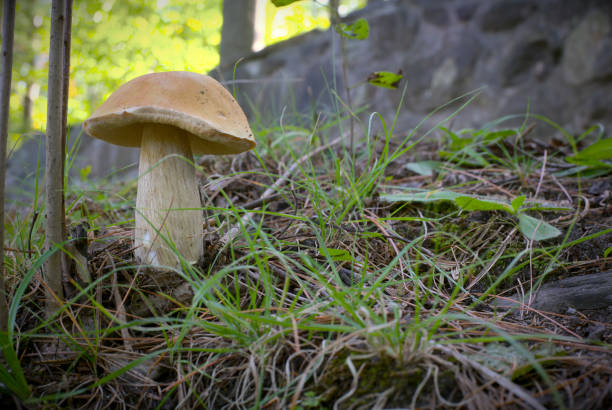 mushroom in the forest nature fungus plant