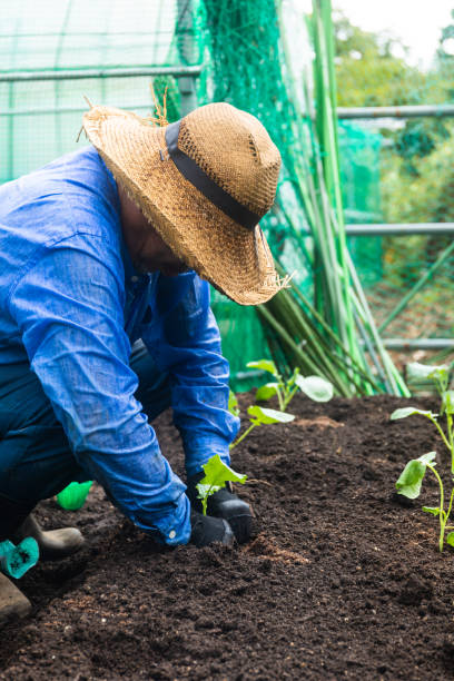 Senior Japanese farmer in his garden