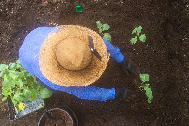 istock Senior Japanese farmer in his garden 1272016499