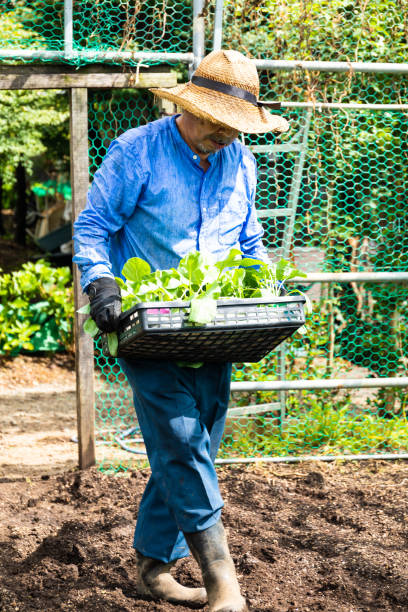 istock Senior Japanese farmer in his garden 1272016502