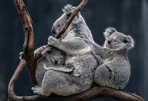 Bebé Koala photo