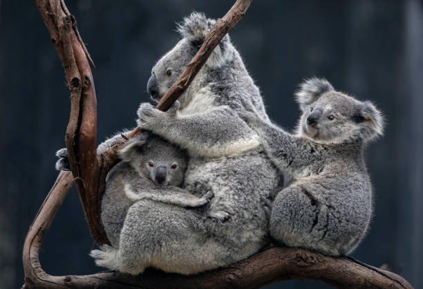 Koala baby stock photo