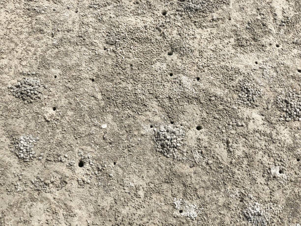 istock Crab Holes at the Sea 1272020757