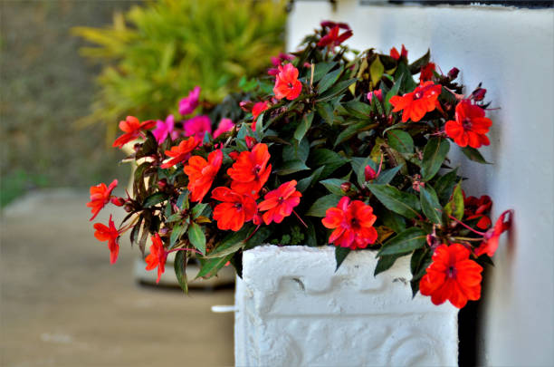 istock Vase with red and pink Impatiens in backyard 1272020824