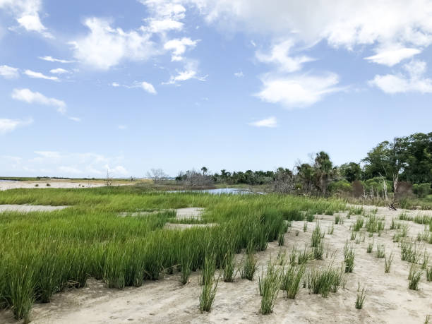 istock Sea Grass - Georgia Coast 1272020845