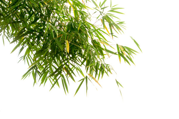 istock Close up bamboo leaves isolated on white background 1272023470