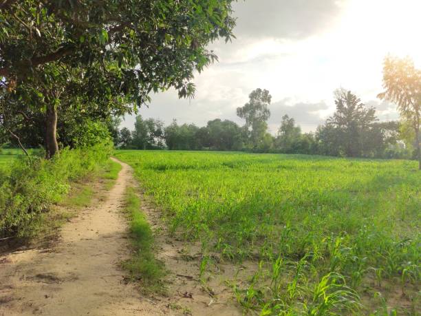 istock Unconstructed Village road in india 1272029393