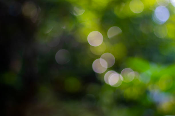 istock Bokeh of lychee tree foliage used for texture 1272034335