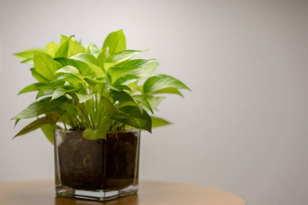 istock Close up of plant inside glass pot with on table. 1272036312