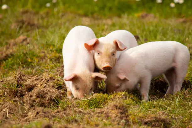 A close up image showing three little pigs (piglets)  grazing in a pasture together. Two of them are diving in the grass while the one in the middle is looking at the camera. A funny composition.