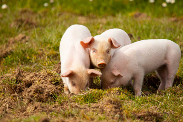 trzy małe świnie wypasające się na pastwiskach - livestock pink agriculture nature zdjęcia i obrazy z banku zdjęć