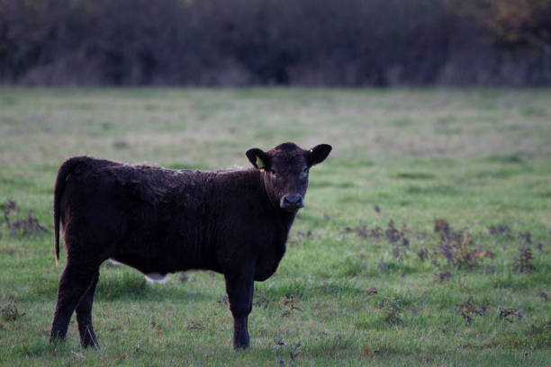 Portrait of an isolated cattle calf grazing freely on a meadow with woodland in the distant background. A  concept image for humane, traditional animal farming practices and meat and milk industries