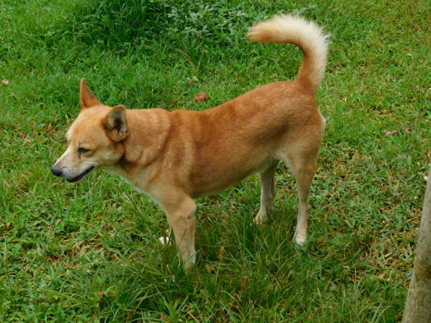 istock Cute brown dog stands on a meadow 1272038205