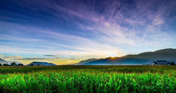 istock Corn field lights up from the beautiful summer sunrise 1272038454