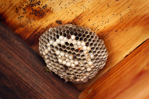 A wasp nest with eggs and live wasps.