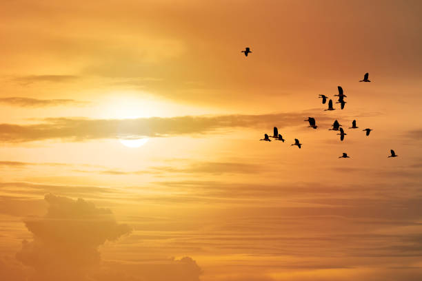 istock Flying birds with beautiful sunset sky background 1272039390