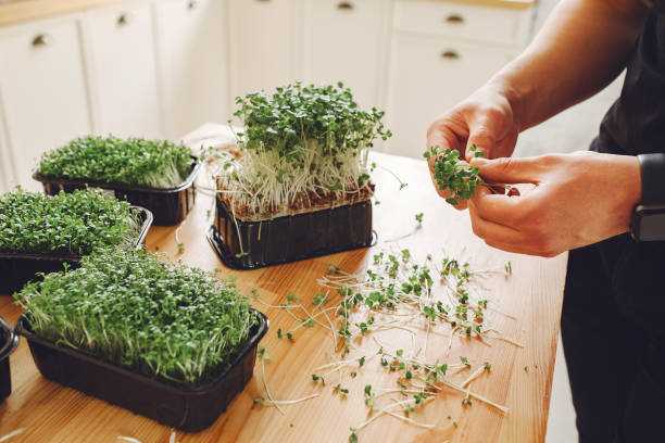 istock Heap of beet micro greens on table background 1272039516