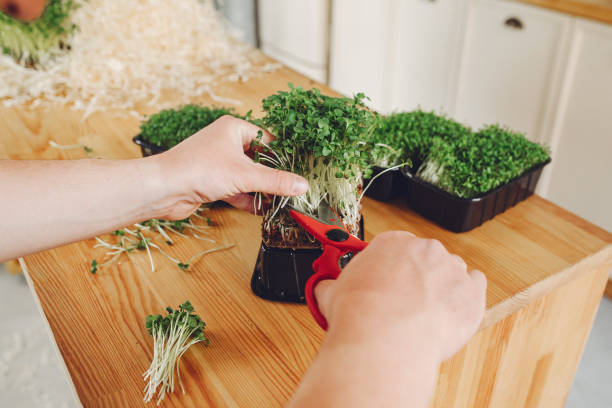 istock Heap of beet micro greens on table background 1272039519