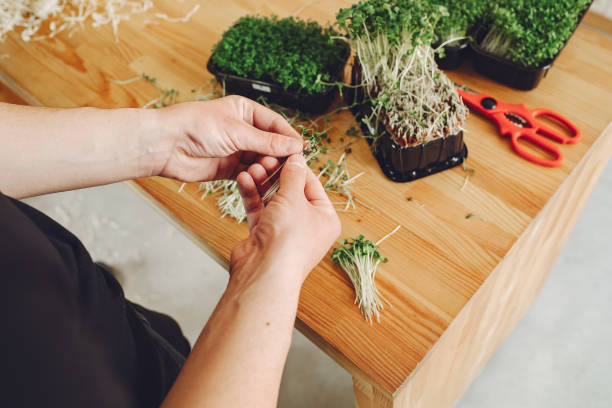 istock Heap of beet micro greens on table background 1272039528