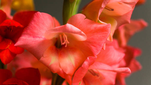 gladiolo rosa bello su sfondo chiaro. un fiore coltivato in giardino. bouquet estivo in regalo. - flower purple gladiolus isolated foto e immagini stock