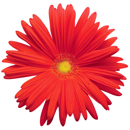 Red gerbera daisy flower in full bloom, blooming head petals top view, isolated large detailed macro flat lay closeup, dew drops detail, water droplets after rain