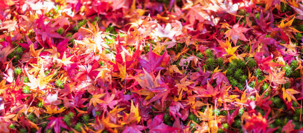 bunte fallenlaub im garten, ahorn blätter natürliche farbe hintergrundbanner für die herbstsaison, saisonale veränderung, verschiedene und übergangskonzept - autumn leaf falling panoramic stock-fotos und bilder