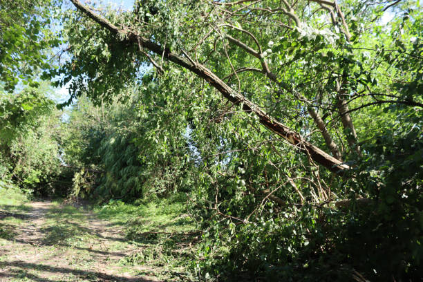 istock Storm damage. Many fallen trees on a countryside road 1272045292