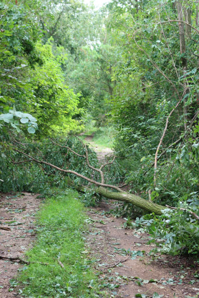istock Storm damage. Many fallen trees on a countryside road 1272045293