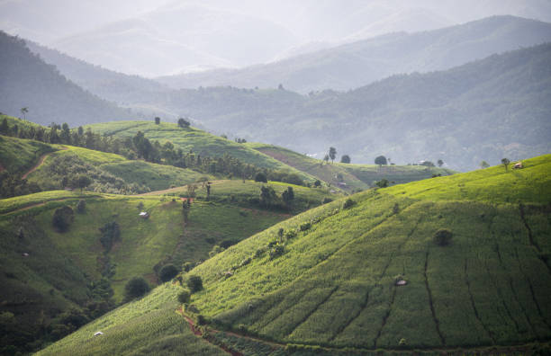 istock Rice field in countryside (Pa Pong Piang Rice Terraces) 1272045321