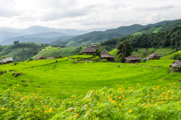 istock Rice field in countryside (Pa Pong Piang Rice Terraces) 1272045332