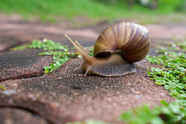 istock The snail crawls on the ground. 1272045467