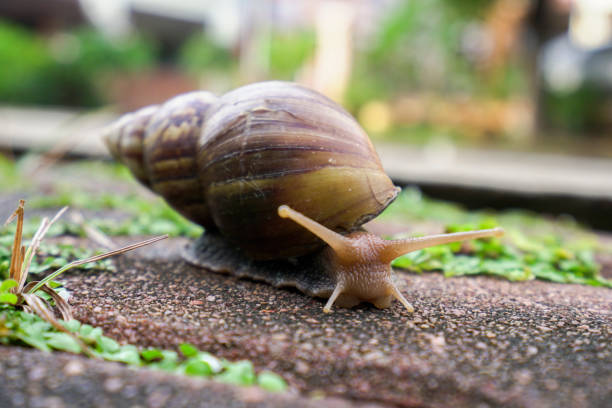 istock The snail crawls on the ground. 1272045472