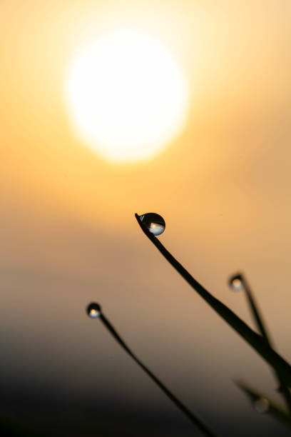 Morning mist, morning sun and morning dew drops
