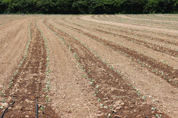 istock Green cabbages cultivation with drip irrigation system. Cabbages in a row in the field 1272045576