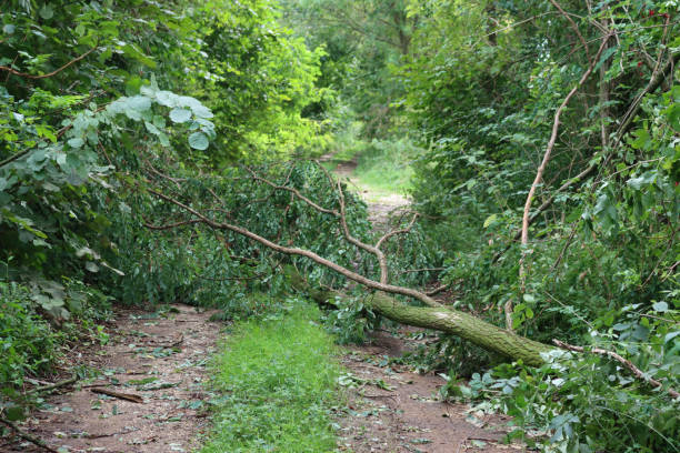 istock Storm damage. Many fallen trees on a countryside road 1272045577