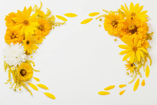 istock yellow flowers on white background 1272045739