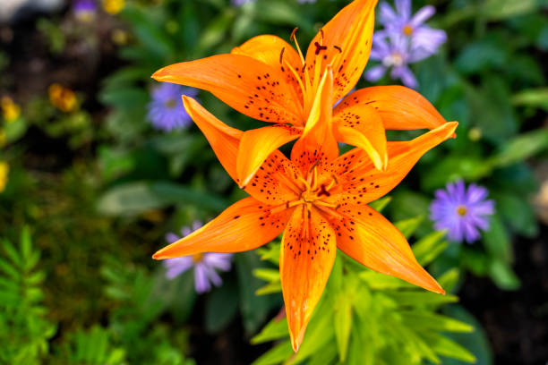 istock tiger lily flowers. botanical bright background 1272047258
