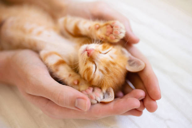 istock Kitten sleeping in man hands. Cats sleep. 1272049495