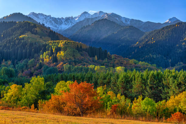 istock Morning in autumn mixed forest in the mountains 1272049544