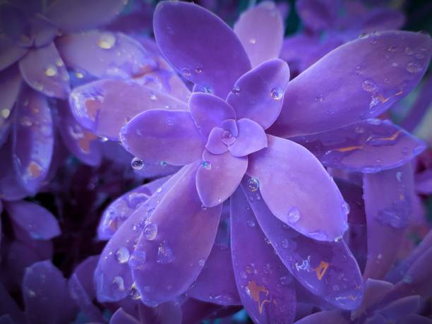 istock Echeveria succulent in drops of rain dew. 1272050210